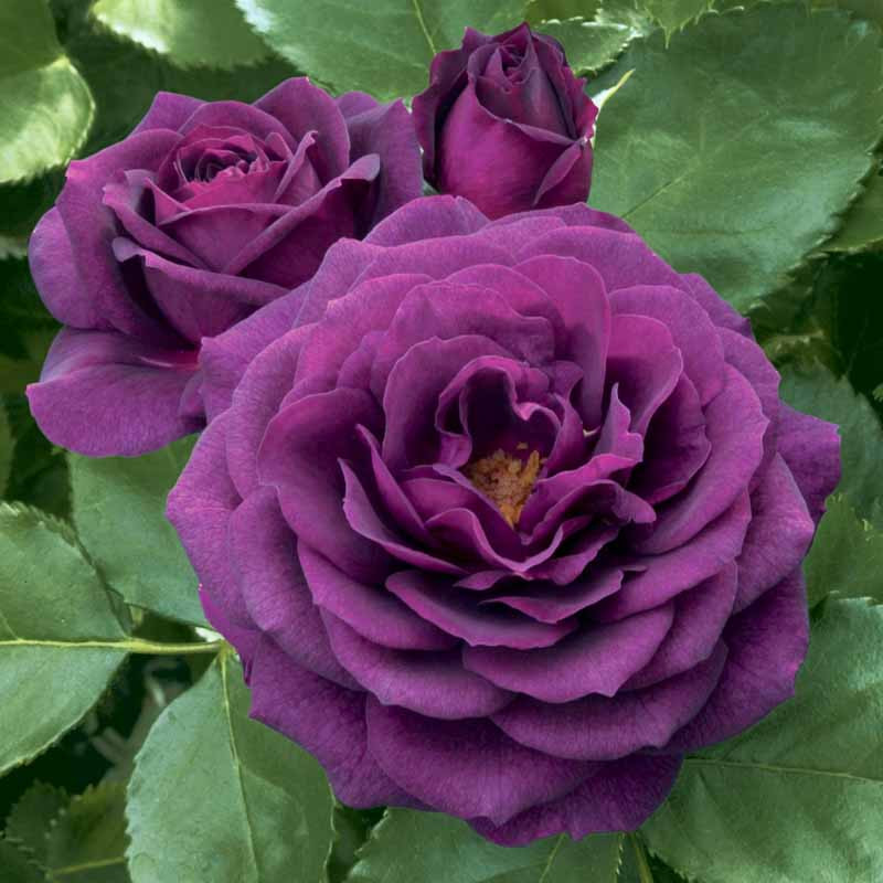 Rosa Ebb Tide Floribunda Rose